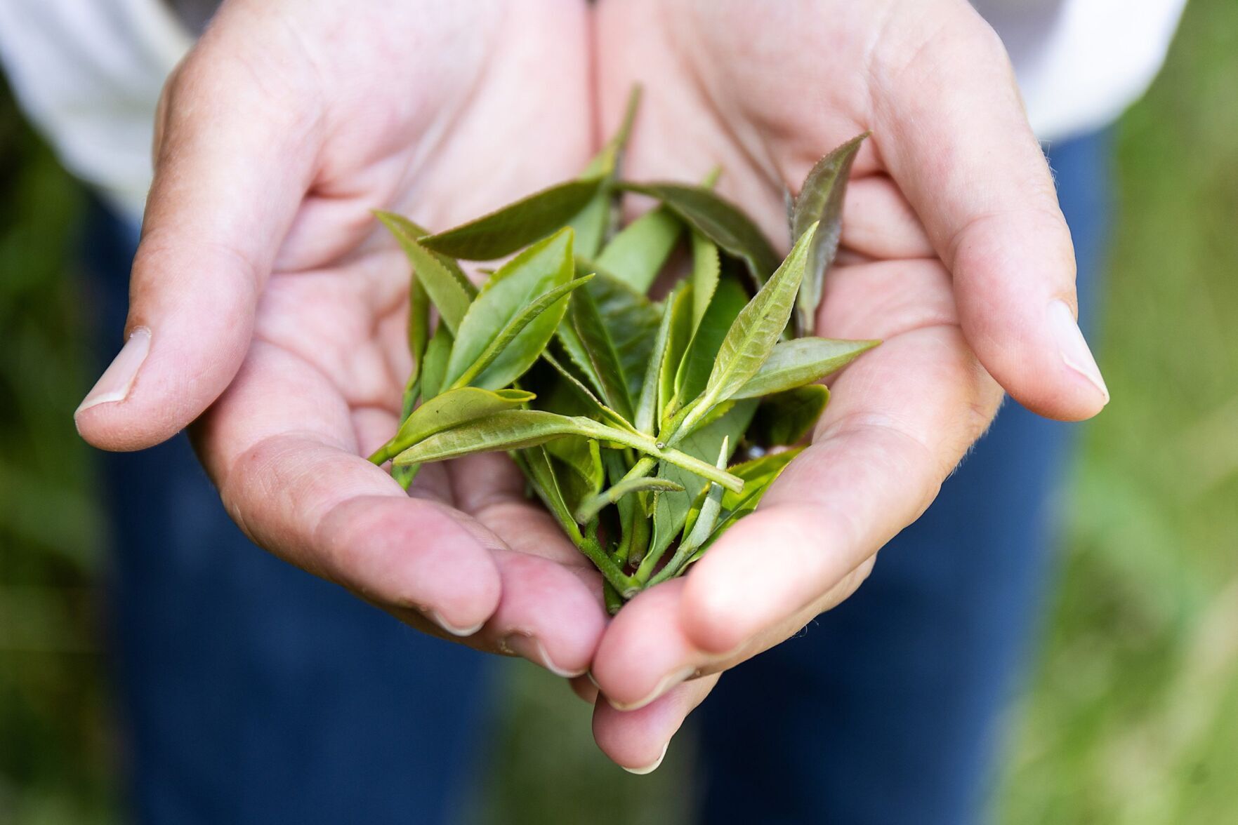 Scientists are using plants from Devon to test whether it is possible to grow tea in space